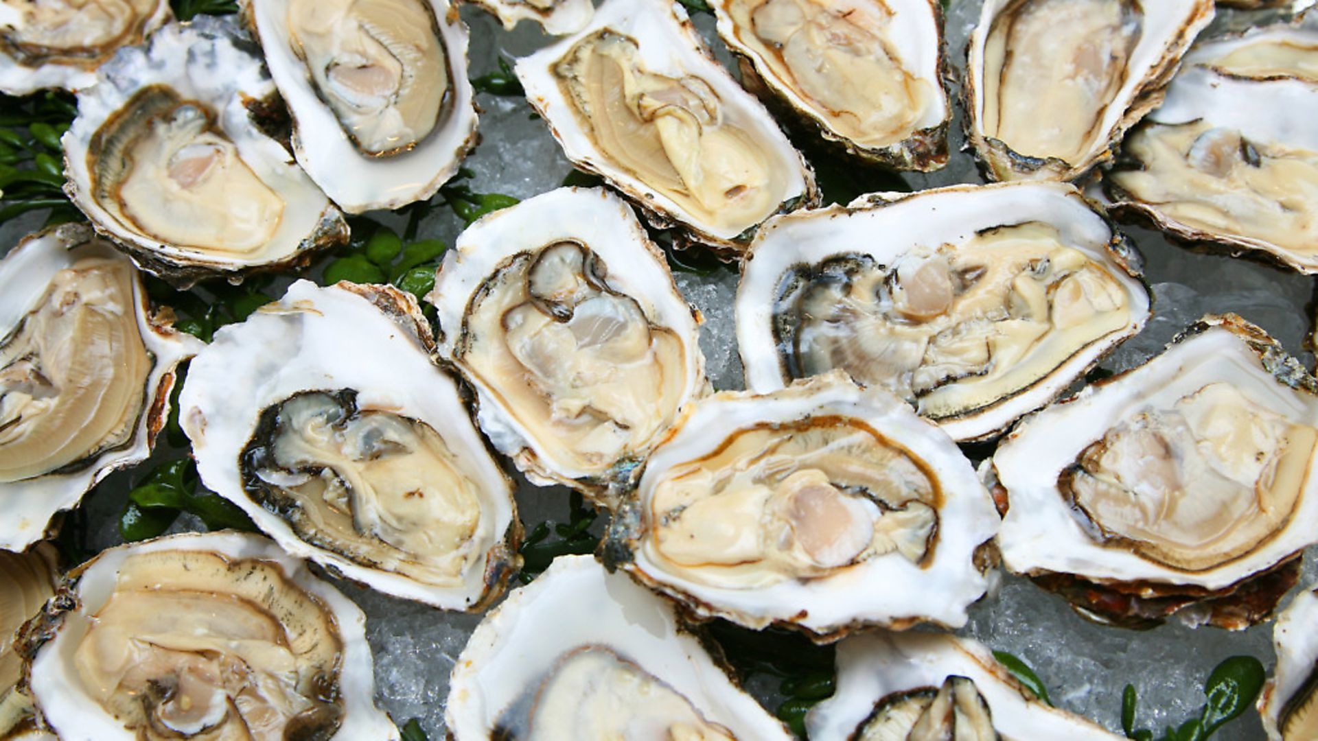 Oysters - Credit: Getty Images/iStockphoto