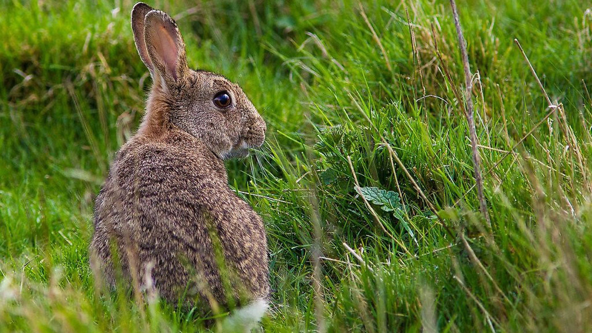 Maybe the country should start eating wild rabbits?. Picture: Natural England/Allan Drewitt - Credit: Natural England/Allan Drewitt