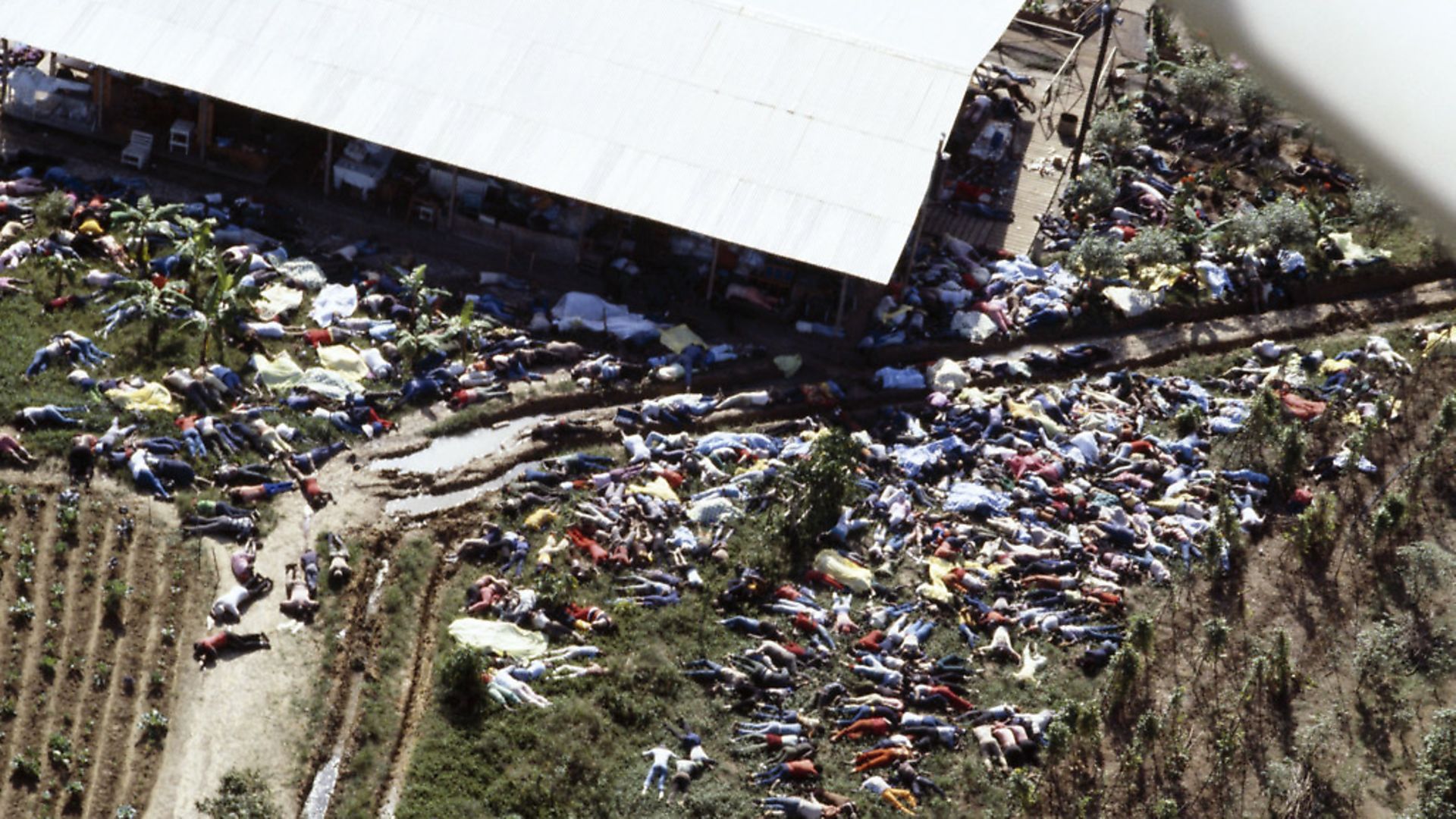 The corpses of members of the Peoples Temple cult after 900 died at Jonestown in the largest mass suicide in modern history. Photo by David Hume Kennerly/Getty Images. - Credit: Getty Images