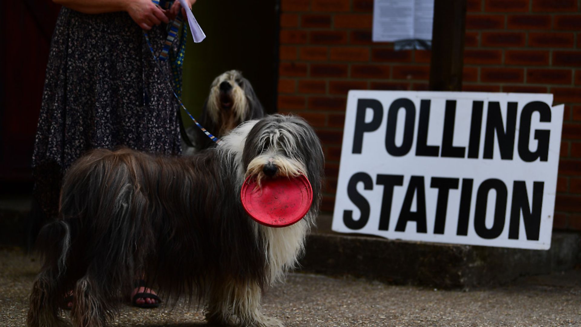 A dog at the polling station during a UK election. Photograph: Victoria Jones/PA. - Credit: PA Wire/PA Images