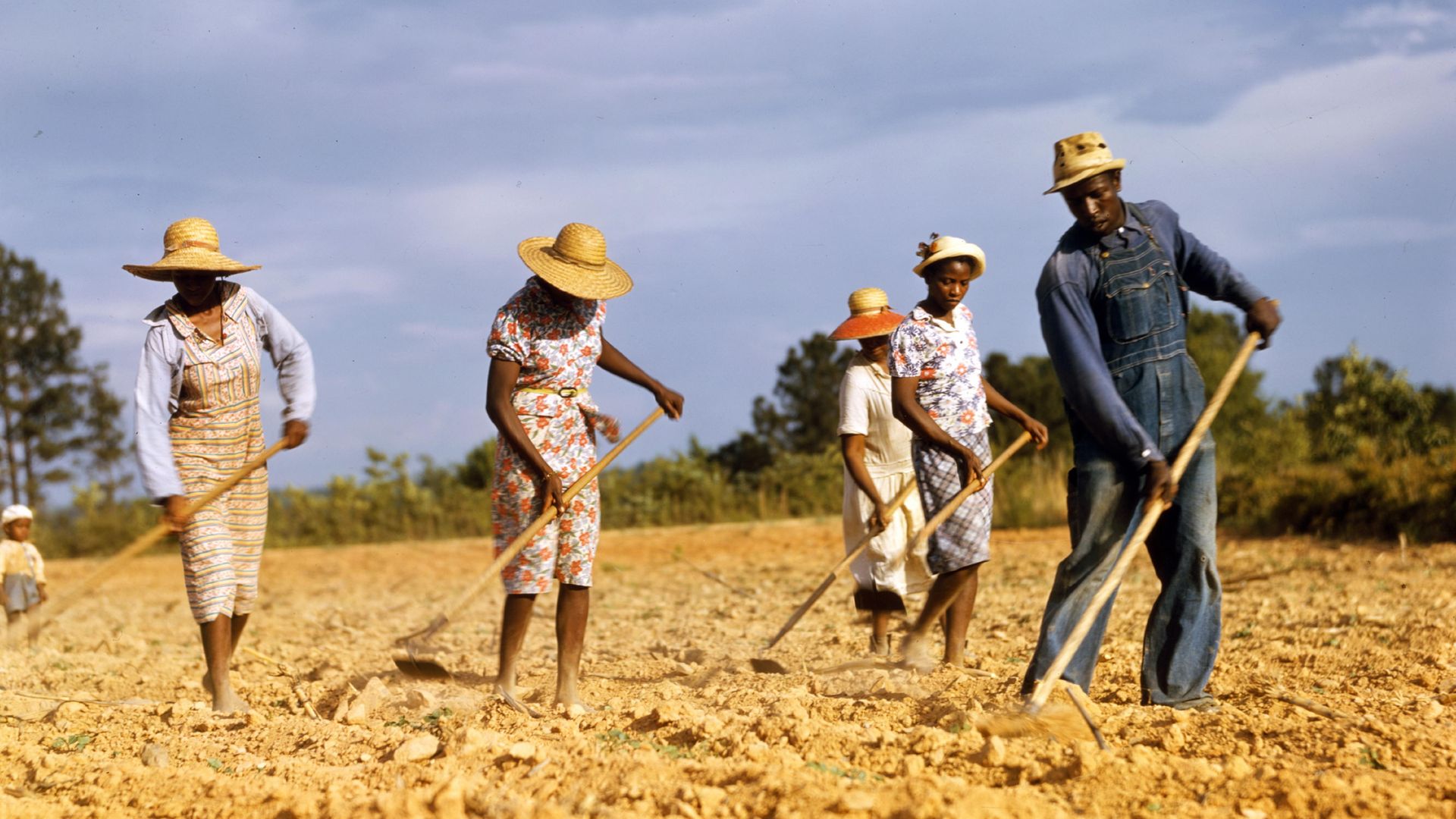 A photo from 1941 showing workers chopping cotton on rented land near White Plains, Greene Country, Georgia - Credit: Universal Images Group via Getty