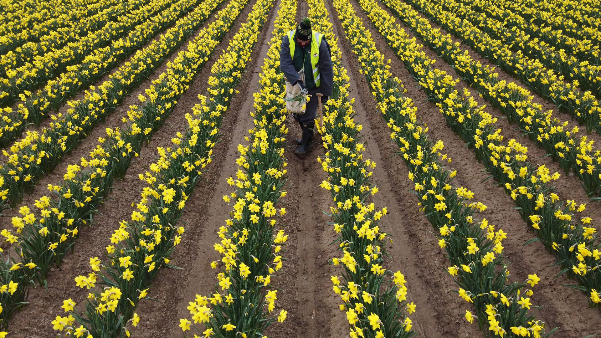 A worker rogues a field of daffodils at Taylors Bulbs near Holbeach in Lincolnshire, where the fourth generation family firm plant over 35 millions bulbs and harvest around 2.5 million cut daffodil flowers each year - Credit: PA