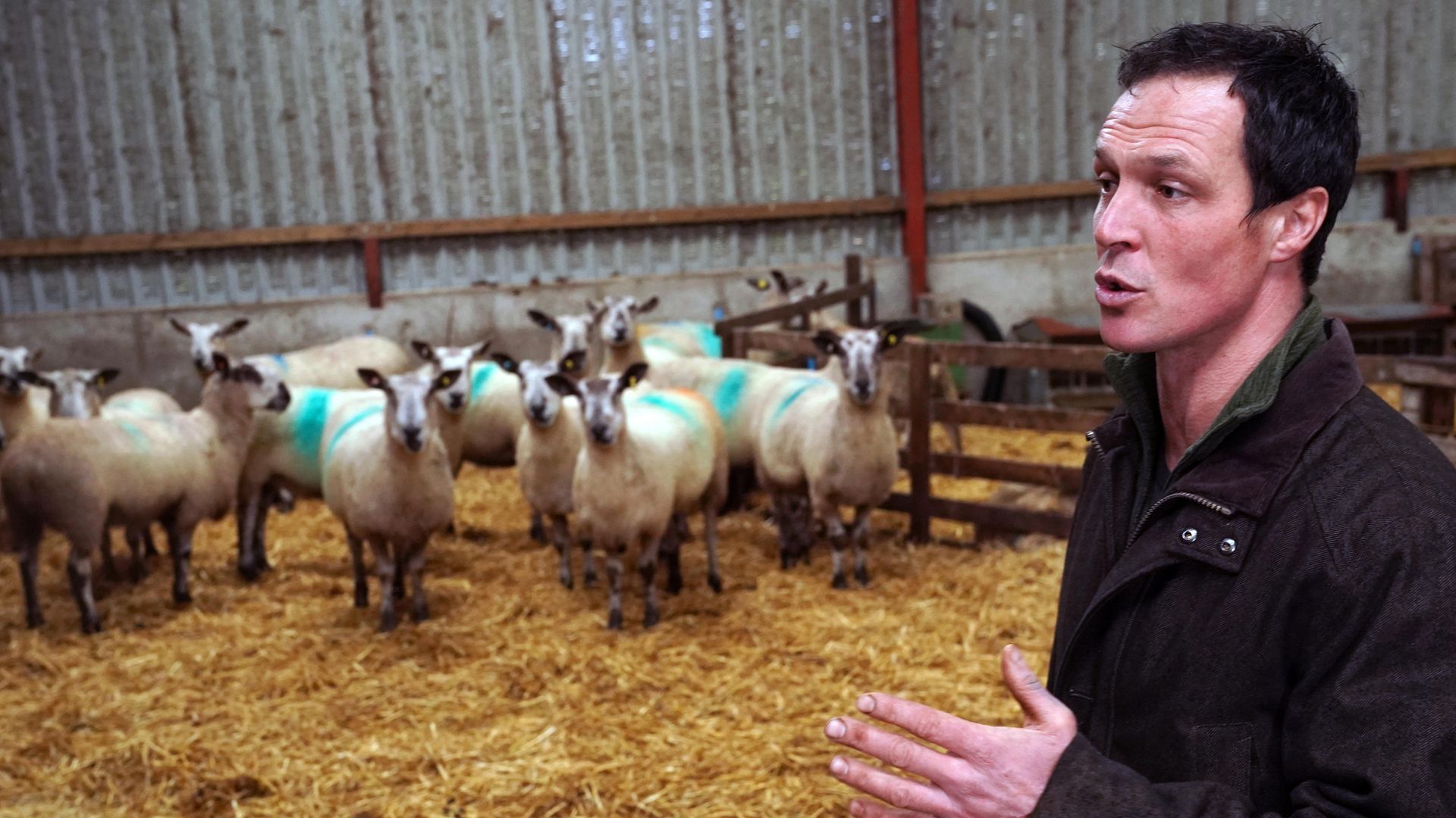 Farmer Thomas Carrick, 37, of Carrick T and Son tends to his flock of sheep at High Crossgill Farm in Alston Moor, Cumbria - Credit: PA