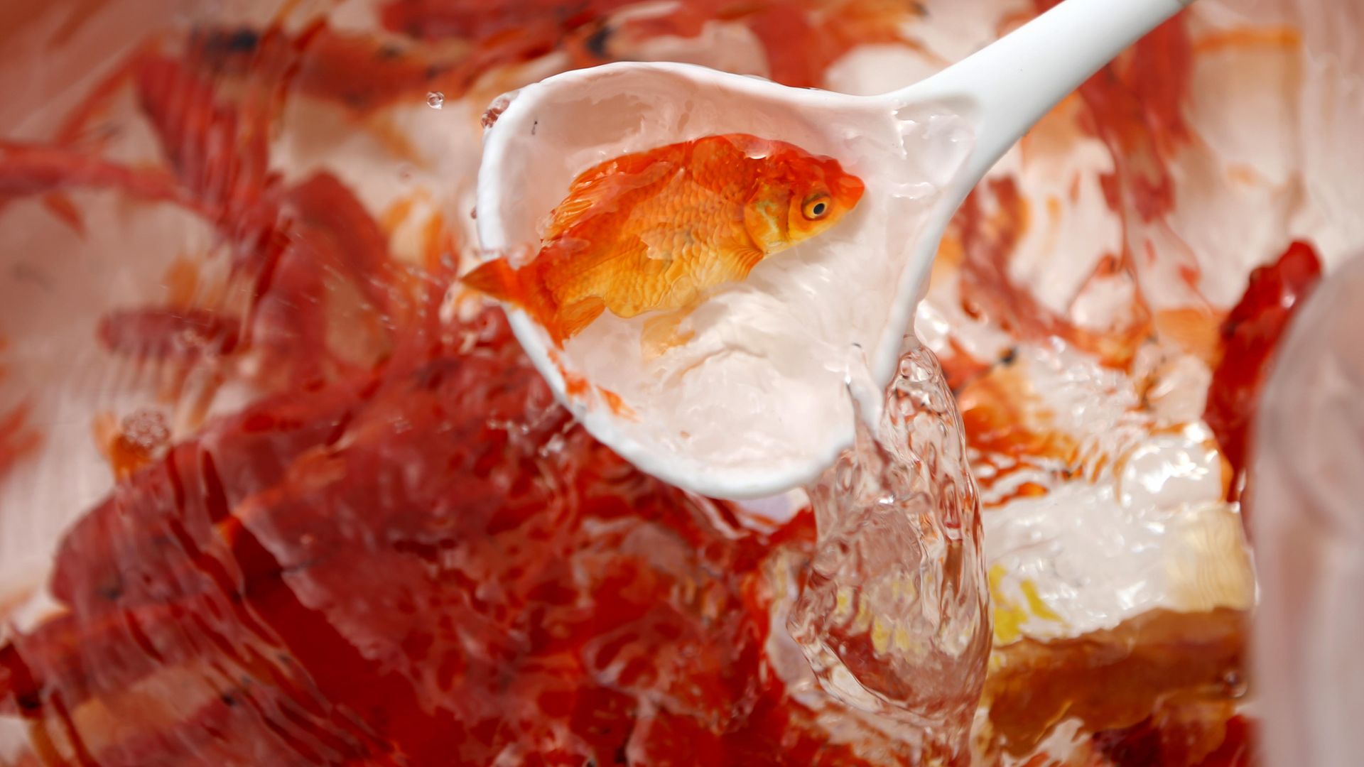 A goldfish is seen at a pet shop - Credit: Photo by Fatemeh Bahrami/Anadolu Agency via Getty Images