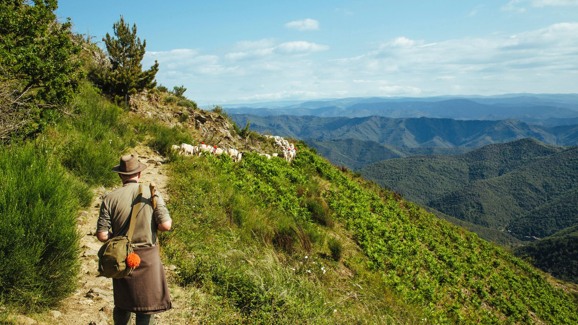 A shepherd herds a flock of sheep in the Cevennes mountain range - Credit: Universal Images Group via Getty