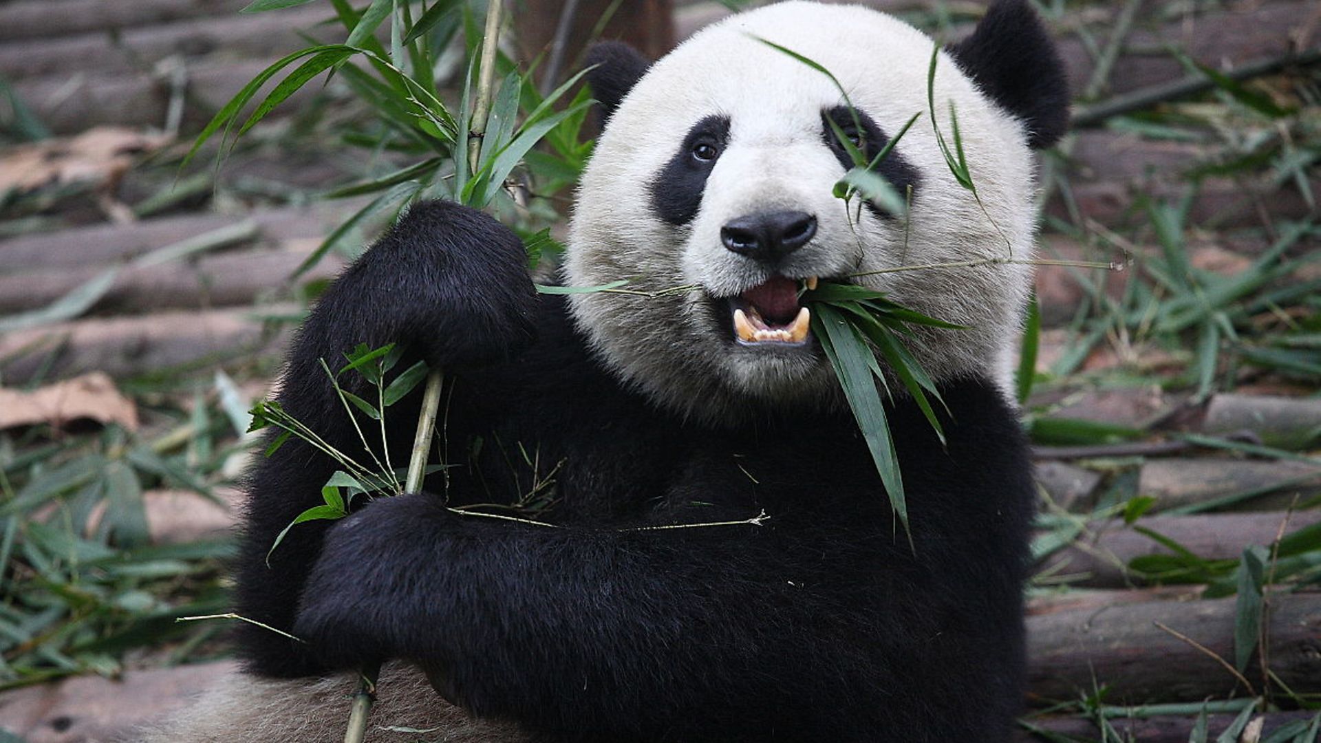 Would you pander to a panda? A Giant Panda eats shoots and leaves - Credit: Wikimedia